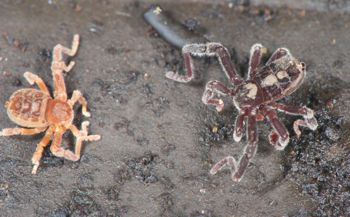 Media type: image;   Invertebrate Zoology 128904